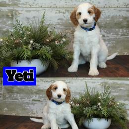 Bernedoodle and Goldendoodle Puppies from Dolly's Doodles