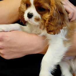 Cavalier King Charles Spaniel Puppies from Cambryce Cavaliers