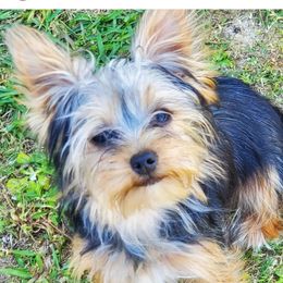 TINY - Yorkshire Terrier