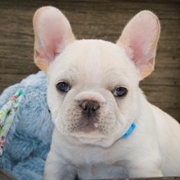 Yukon - Cream male French Bulldog puppy in West Plains, Missouri from Must Be Frenchies & Crown Of Curls Bolonka