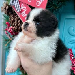 Olaf - Black parti male Pomeranian puppy in Springfield, Missouri from Hope Mountain Pomeranians