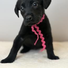 Dark Pink Collar Black Female - Black male Labrador Retriever puppy in Gainesville, Georgia from Rucker Retrievers