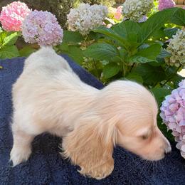 Calliope - Cream female Dachshund puppy in Visalia, California from DachGraston Dachshunds