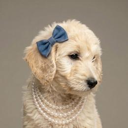 Dancer - Cream female Goldendoodle puppy in Clifton, Arizona from Denim & Doodles