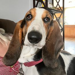 Darla - Basset Hound