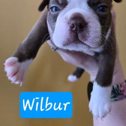 Wilbur - Red male Boston Terrier puppy in Omaha, Illinois from Puppi Guppies