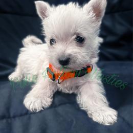 Orange - White male West Highland White Terrier puppy in Cleveland Tx, Texas from Pixie Hollow Westies