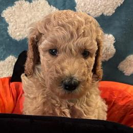 Porsche - Apricot female Poodle puppy in Elkin, North Carolina from Poodle and Doodle Haven