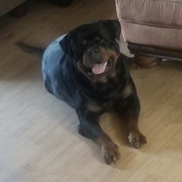 Alpha - Rottweiler