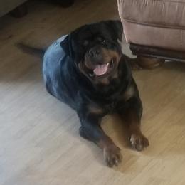 Alpha - Rottweiler