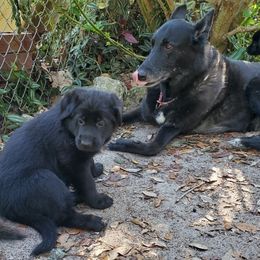 German Shepherd Puppies from Saint Pete Sheps