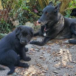 German Shepherd Puppies from Saint Pete Sheps