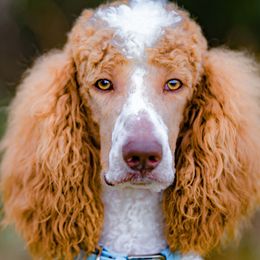 Remi - Poodle
