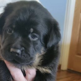 Rottweilers from One Time Breeding