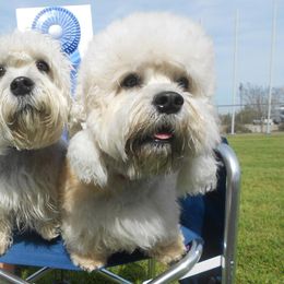 Dandie Dinmont Terriers from Faodail Kennels