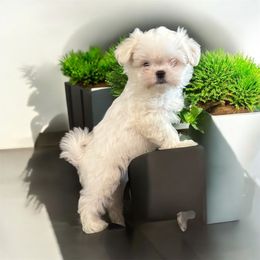 Korean Maltese Sawyer - White male Maltese puppy in Mooresville, North Carolina from Clearview Canines