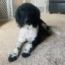 Dixie - Goldendoodle