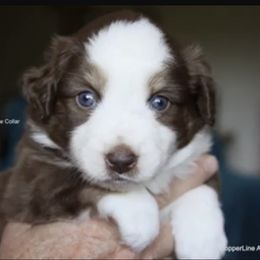 Miniature Australian Shepherd Puppies from Copper Line Aussies