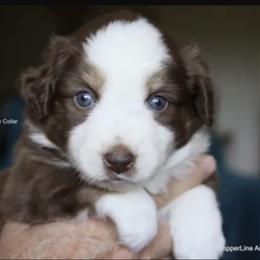 Miniature Australian Shepherd Puppies from Copper Line Aussies