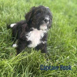 Captain Hook - Tri-color male Bernedoodle puppy in Bennett, Colorado from Darling Paws Bernedoodles, LLC