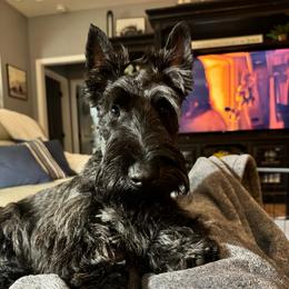 Winston - Scottish Terrier