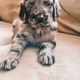 Goldendoodle Puppies from Rose and Reid Doodles