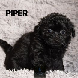 Aussiedoodle and Australian Shepherd Puppies from Legacy Farm