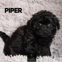 Aussiedoodle and Australian Shepherd Puppies from Legacy Farm
