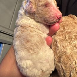 Puppy 4 - Parti male Poodle puppy in Bremen, Georgia from Kelley’s Poodle Patch