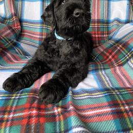 Boy 3 - Black male Black Russian Terrier puppy in Oklahoma from Ter’Avalon Kennel
