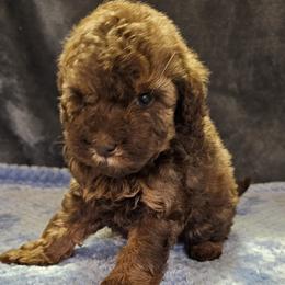 Pink collar - Sable female Poodle puppy in Poplar Grove, Illinois from Awesome Paws