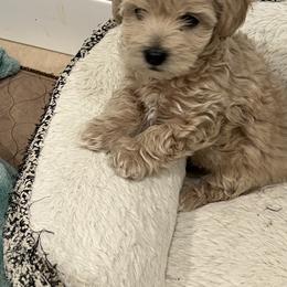 Bernedoodle, Cavapoo, Havanese, and Havapoo Puppies from Lady Paws Puppies - Cassie