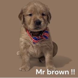 Golden Retriever Puppies from Brilliant Golden Furry Tails