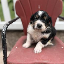 Bordoodle Puppies from Borders of Eby Eden
