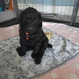 CARBON - Black male Poodle puppy in Aurora, Colorado from Simply Amazing Doodles