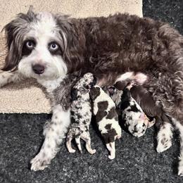 Aussiedoodle puppies from North Idaho Miniature Aussiedoodles
