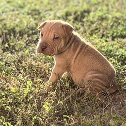 Dill Pickle - Brown sable male Chinese Shar-Pei puppy in Lehigh Acres, Florida from Florida Wrinkles