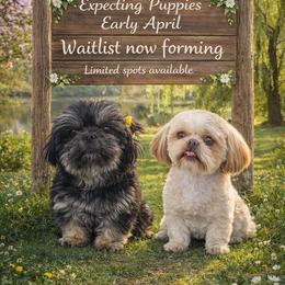Shih Tzu puppies from Anna’s Farmhouse Shihtzus