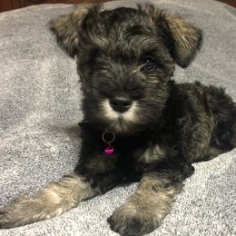 Miniature Schnauzers from Sweet as Syrup Schnauzers