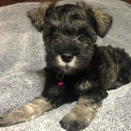 Miniature Schnauzers from Sweet as Syrup Schnauzers