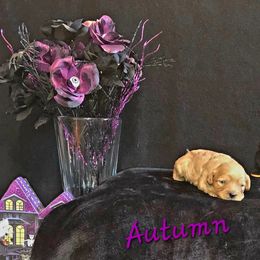 Cavapoo Puppies from Peach's Pittsburgh Cavapoos