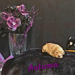 Cavapoo Puppies from Peach's Pittsburgh Cavapoos
