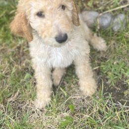 Australian Labradoodle, Goldendoodle, and Poodle All Grown Up from Grammy's Puppy Love