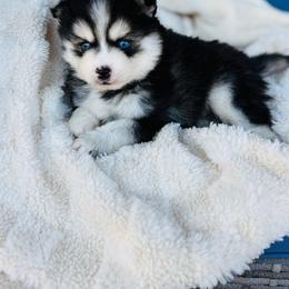 Boy 1 - Black and white male Pomsky puppy in Yavapai County, Arizona from Pawsh Pomskies