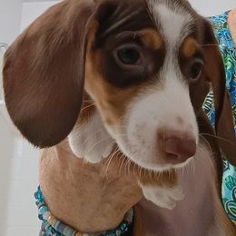 Miss Rosa - Chocolate and tan female Dachshund puppy in Pahrump, Nevada from Heaven Sent Doxies