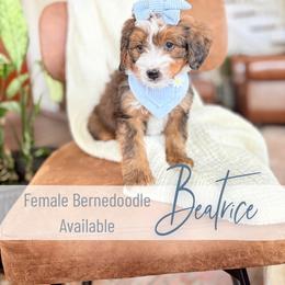 Beatrice - Sable female Bernedoodle puppy in Buda, Illinois from Hamilton Farm Doodles