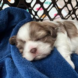 Boy 1 - Tricolor male Shih Tzu puppy in Silver Spring, Maryland from Saraya’s Shih Tzus