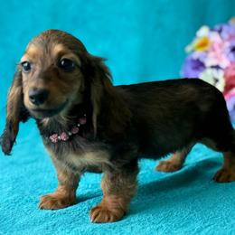 Fancy - Red female Dachshund puppy in Lincoln, Arkansas from Red Dirt Dachshunds
