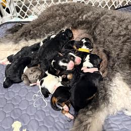 Green collar Boy - Tri-color male Bernedoodle puppy in Temperance, Michigan from Michigans Bernedoodle’s