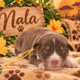 Nala - Red tri-color female Australian Shepherd puppy in Placerville, California from BFF Aussies